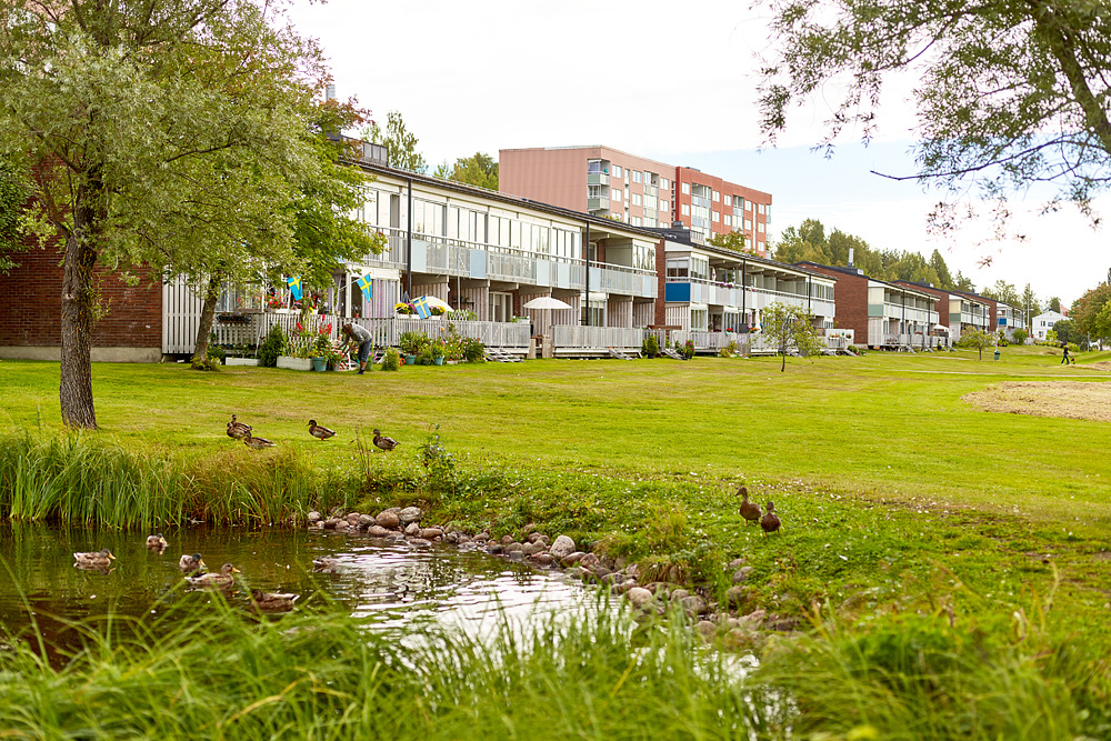 Ankor går bredvid dammen som ligger mellan husen i Bergsåker. Någon rensar ogräs på uteplatsen. Bil