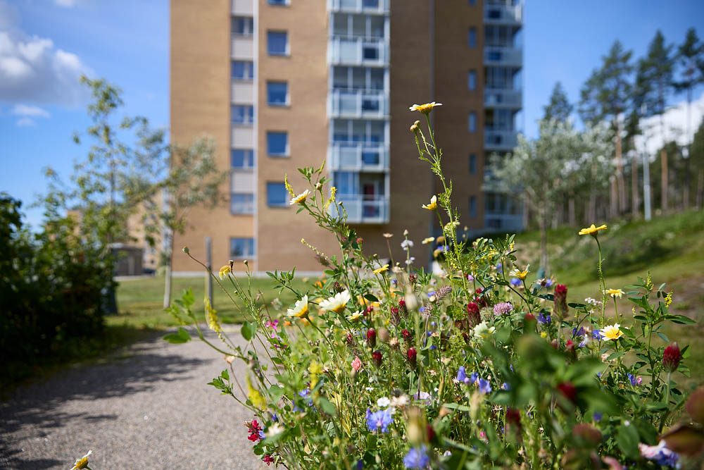 Massor av blommor i odlingslådorna vid husen på Bågevägen. Bild. 
